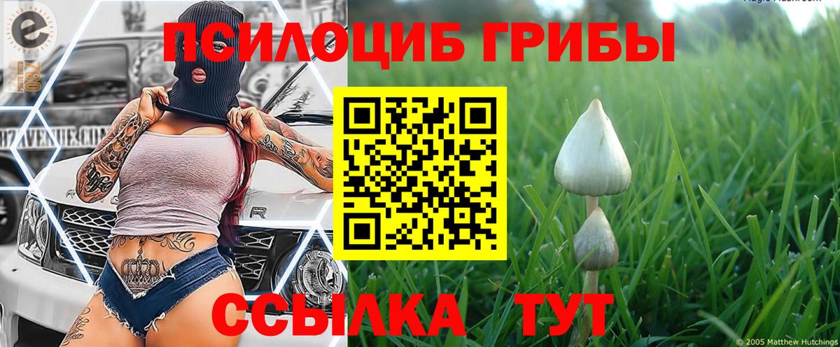 Псилоцибиновые грибы Cubensis  Мурманск  Псилоцибиновые грибы Cubensis 